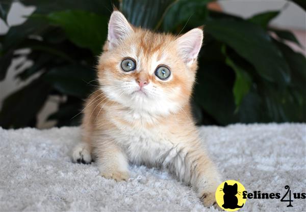 thechubbyfacedcat Picture 1
